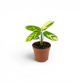 Ctenanthe lubbersiana Golden Mosaic baby plant with variegated leaves in a nursery pot.