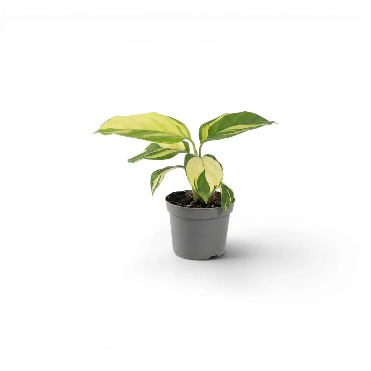 Ctenanthe lubbersiana Golden Mosaic baby plant with variegated leaves in a nursery pot