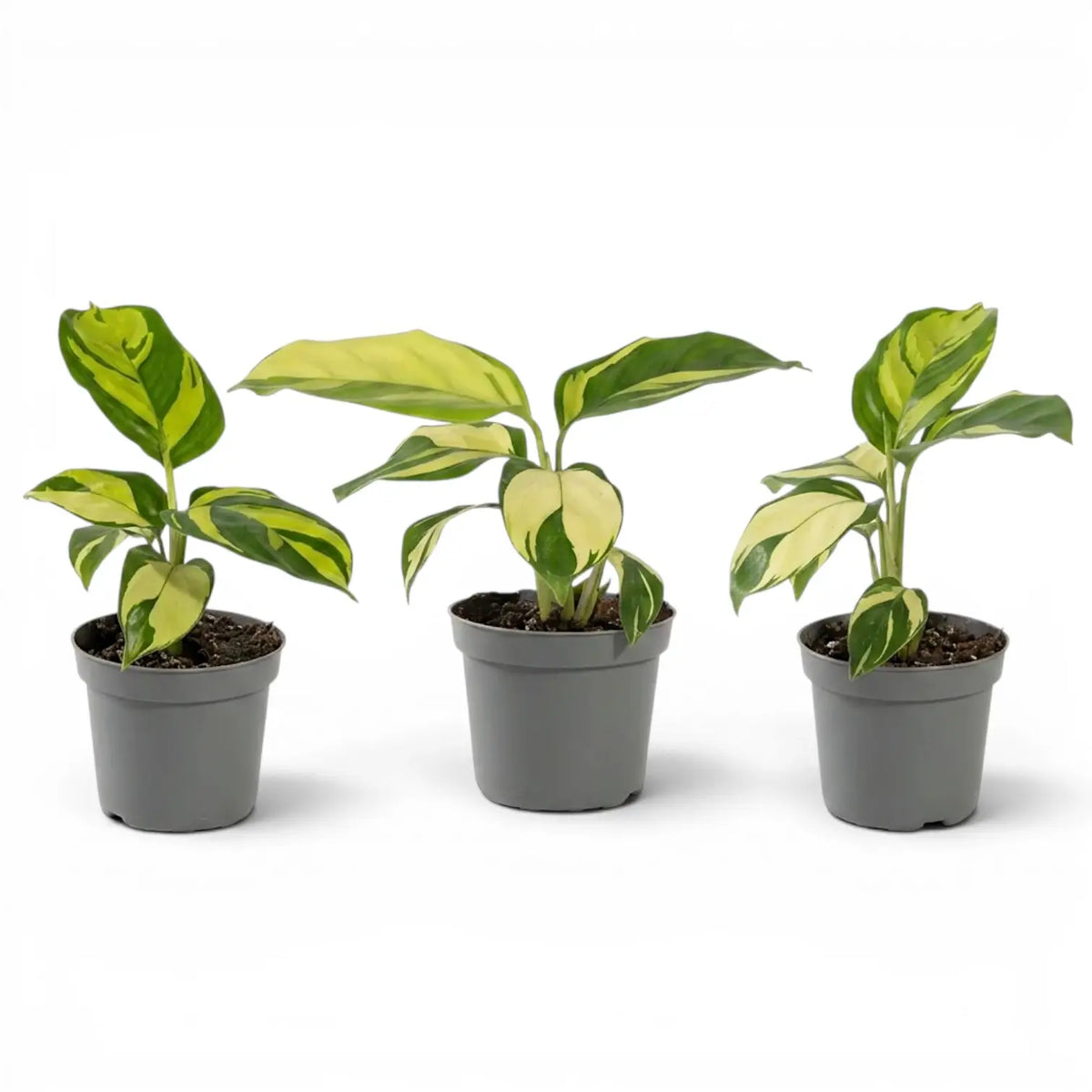 Ctenanthe lubbersiana Golden Mosaic baby plant with variegated leaves in a nursery pot.