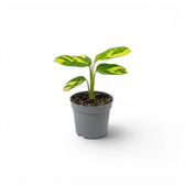 Ctenanthe lubbersiana Golden Mosaic baby plant with variegated leaves in a nursery pot.