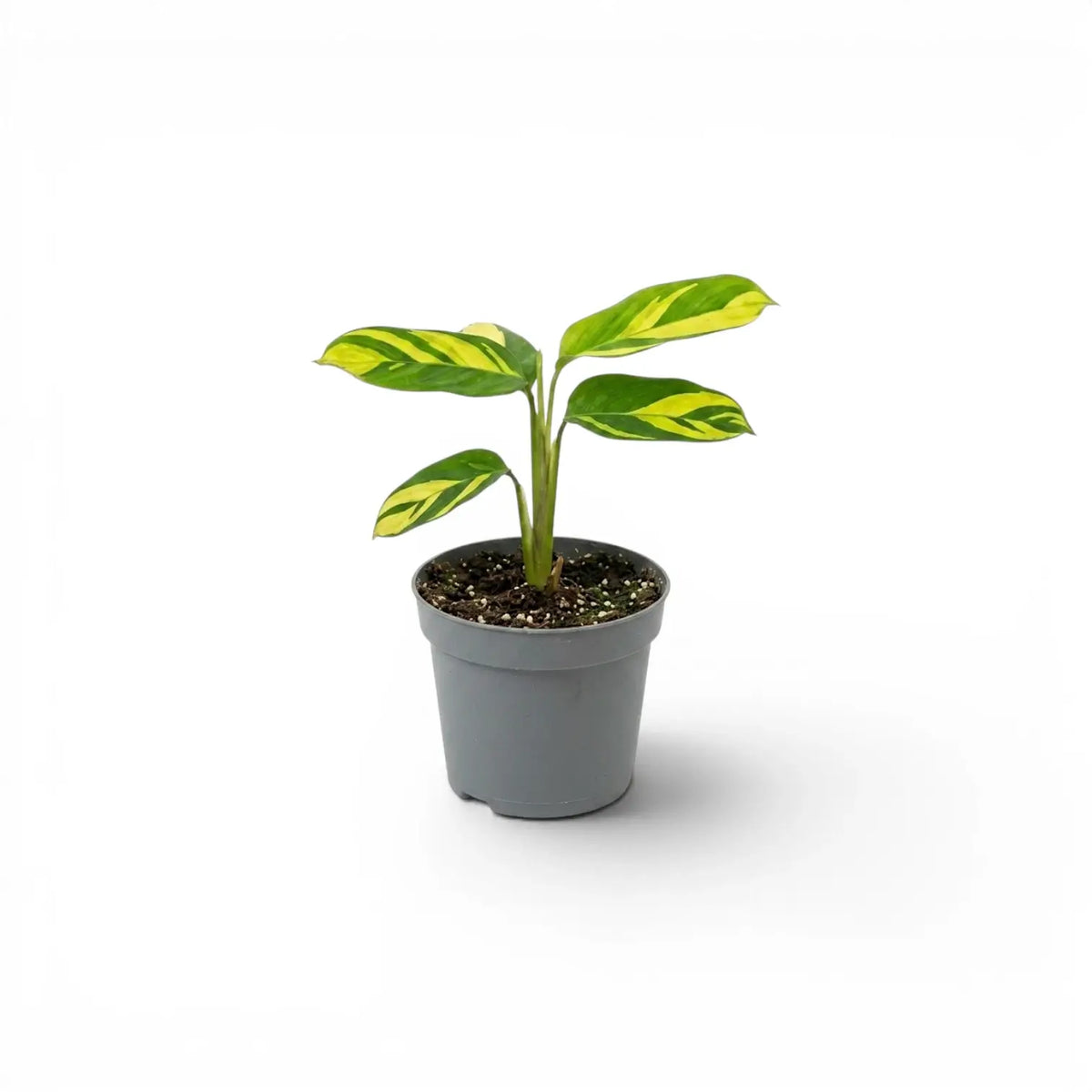 Ctenanthe lubbersiana Golden Mosaic baby plant with variegated leaves in a nursery pot.