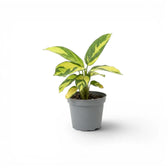 Ctenanthe lubbersiana Golden Mosaic baby plant with variegated leaves in a nursery pot.