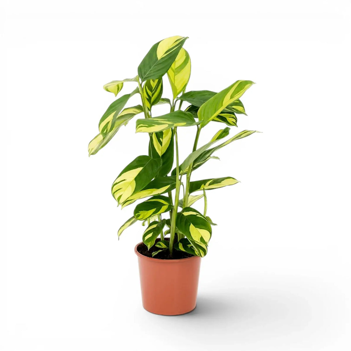 Ctenanthe lubbersiana Golden Mosaic extra large plant in a nursery pot.