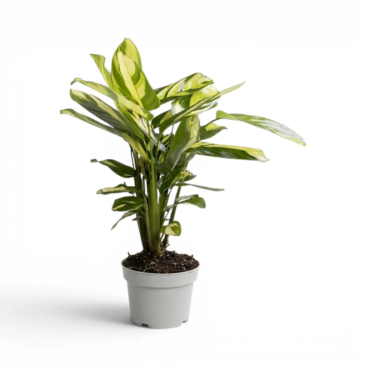Ctenanthe lubbersiana Golden Mosaic extra large plant in a nursery pot.