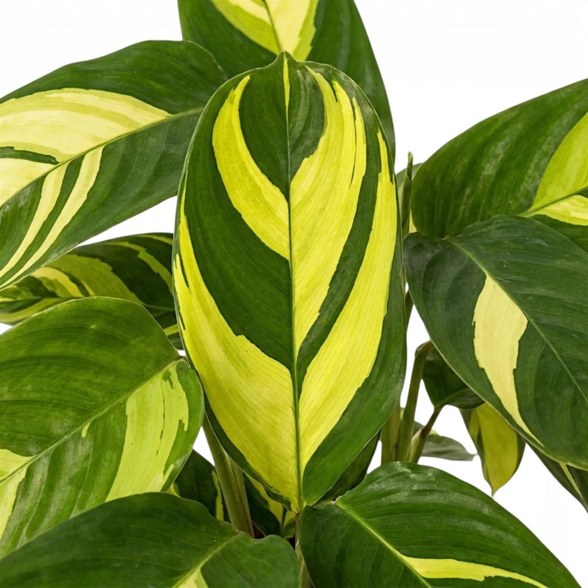 Ctenanthe lubbersiana Golden Mosaic foliage close-up with yellow variegation.