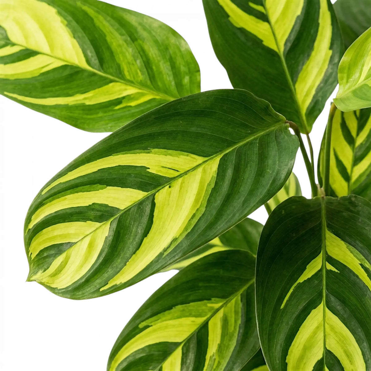 Ctenanthe lubbersiana Golden Mosaic foliage close-up with yellow variegation.