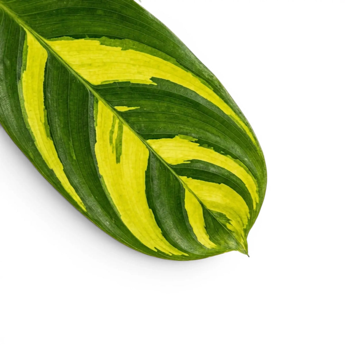 Ctenanthe lubbersiana Golden Mosaic foliage close-up with yellow variegation.