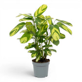Ctenanthe lubbersiana Golden Mosaic large plant in a nursery pot.