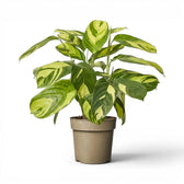 Ctenanthe lubbersiana Golden Mosaic large plant in a nursery pot.