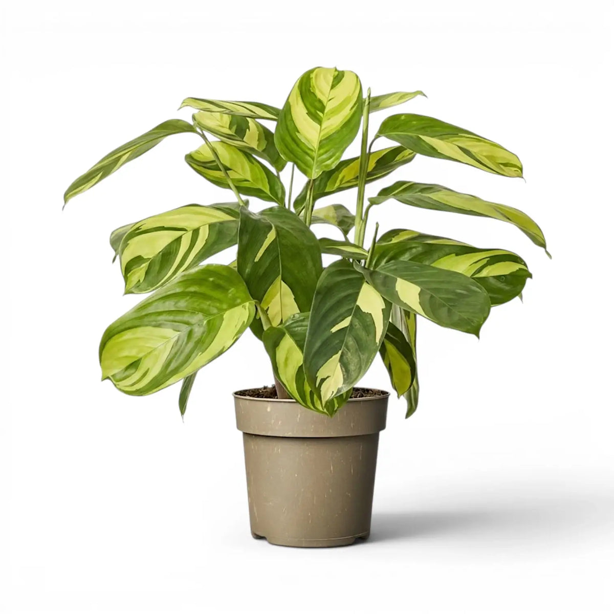 Ctenanthe lubbersiana Golden Mosaic large plant in a nursery pot.