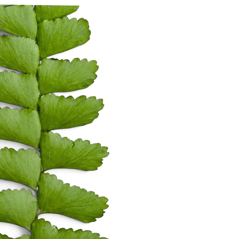 Close-up of Didymochlaena sp. foliage with overlapping green leaflets on an arching frond