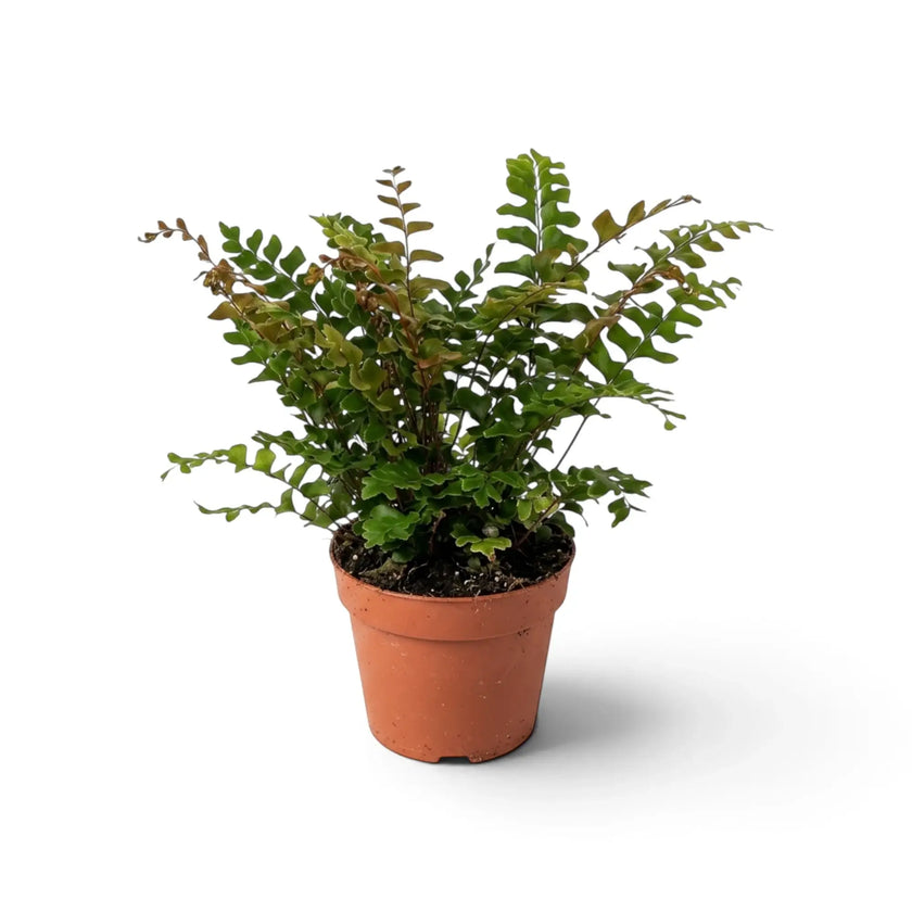 Potted Didymochlaena sp. showing multiple divided fronds rising from a compact central crown