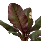 Nahaufnahme von Ensete ventricosum ‘Maurelii’ mit roter Mittelrippe auf einem grün bis burgunderrot gefärbten Blatt