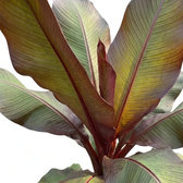 Blattdetail von Ensete ventricosum ‘Maurelii’ mit breiter paddelförmiger Blattspreite und kräftig roter Mittelrippe