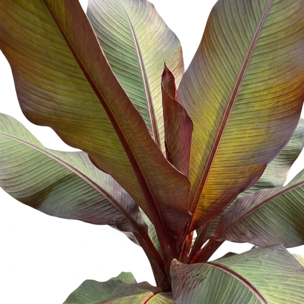Blattdetail von Ensete ventricosum ‘Maurelii’ mit breiter paddelförmiger Blattspreite und kräftig roter Mittelrippe