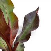 Blattdetail von Ensete ventricosum ‘Maurelii’ mit großen Blättern und rötlichen Mittelrippen