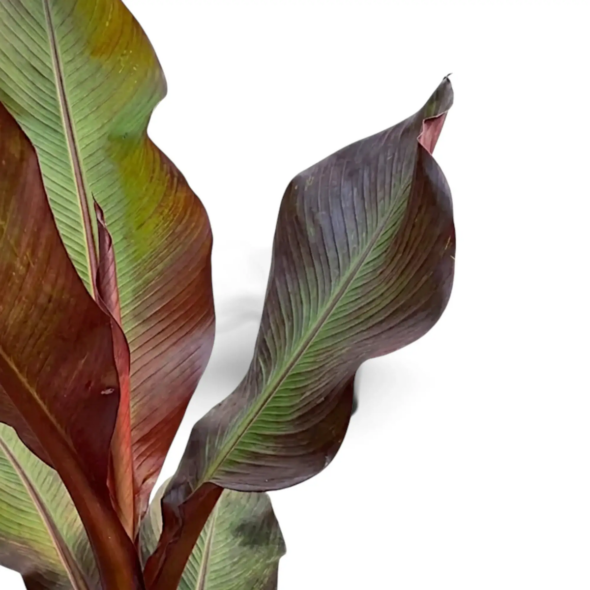 Blattdetail von Ensete ventricosum ‘Maurelii’ mit großen Blättern und rötlichen Mittelrippen