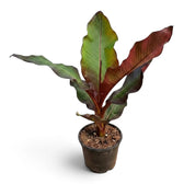 Ensete ventricosum ‘Maurelii’ im Kulturtopf mit großen, paddelförmigen Blättern in Grün und Burgunderrot