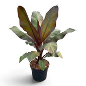 Ensete ventricosum ‘Maurelii’ (Rote Banane) im Kulturtopf mit grünen bis bronzefarbenen Blättern