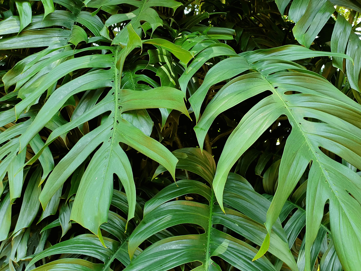 Close-up of large green leaves of Epipremnum pinnatum with a blurred background