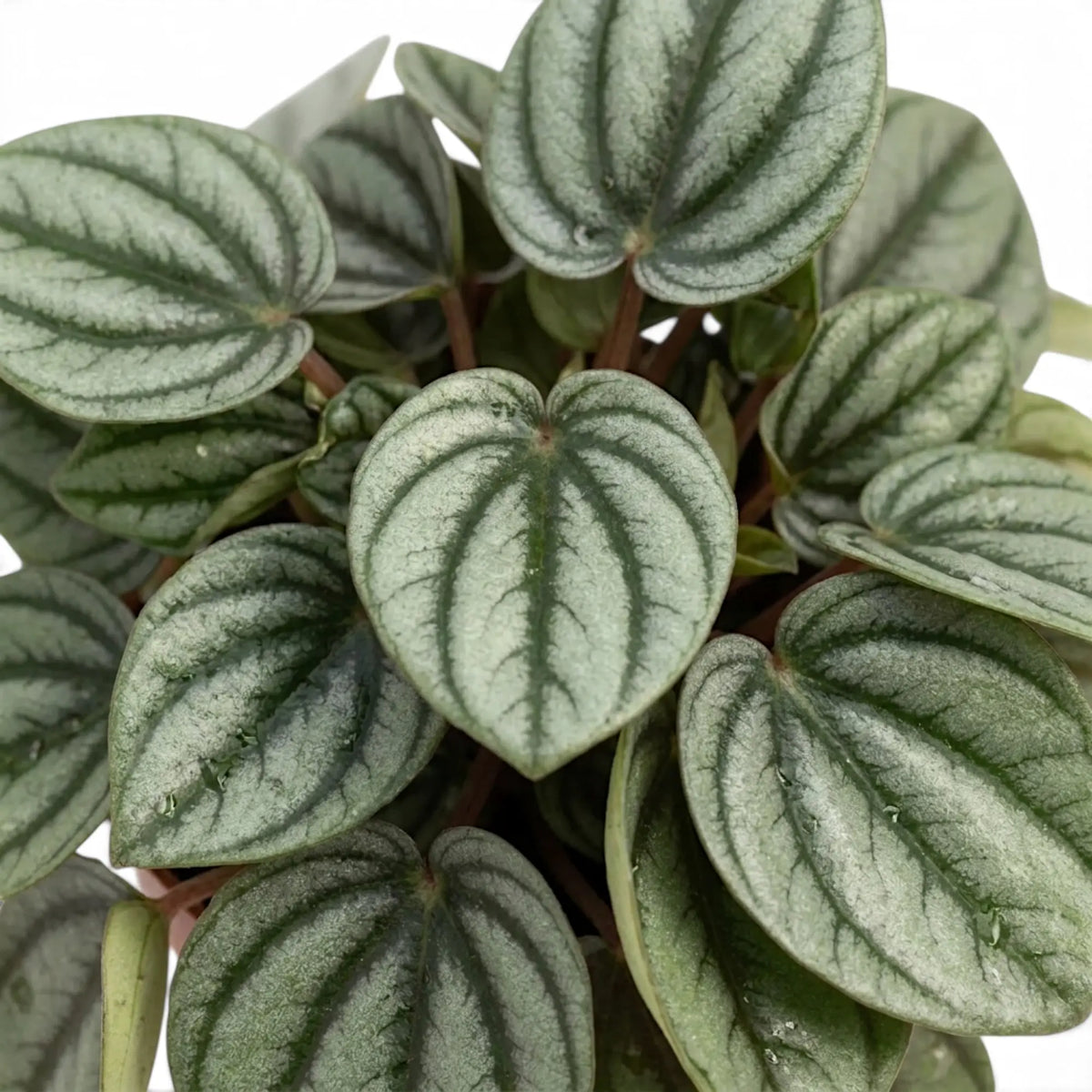 Nahaufnahme herzförmiger Blätter der Peperomia ‘Piccolo Banda’ mit silberfarbenen Zentren und dunklen Adern, von oben