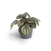 Peperomia ‘Piccolo Banda’ in einem grauen Kulturtopf mit dicht stehenden silbergrünen Blättern an rötlichen Stielen
