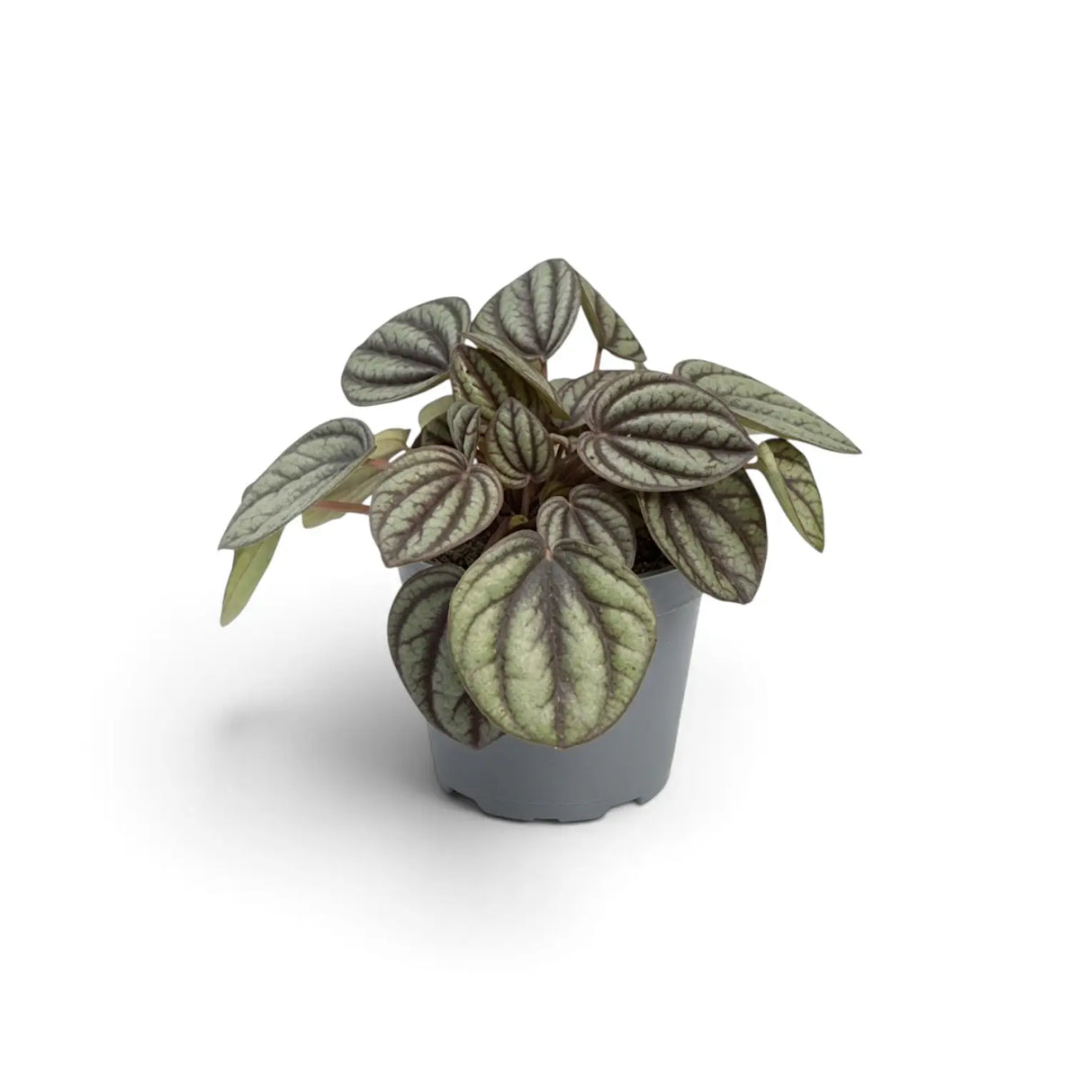 Peperomia ‘Piccolo Banda’ in einem grauen Kulturtopf mit dicht stehenden silbergrünen Blättern an rötlichen Stielen