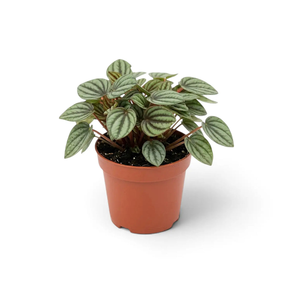 Peperomia ‘Piccolo Banda’ von der Seite in einem Terrakottatopf mit seitlich ausladenden roten Stielen und gestreiften Blättern