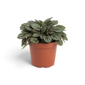 Dicht gewachsene Peperomia ‘Piccolo Banda’ von vorn in einem Terrakottatopf mit silbergrünen Blättern und tief eingesenkten Adern