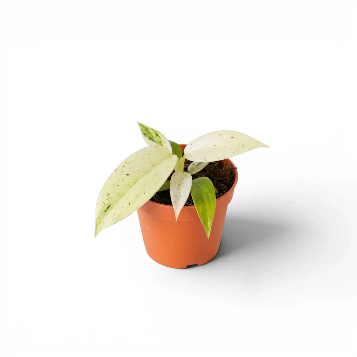 Philodendron 'Whipple Way' Jungpflanze im 6-cm-Topf