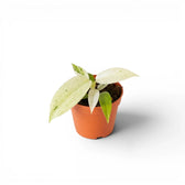 Philodendron 'Whipple Way' Jungpflanze im 6-cm-Topf