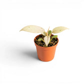Philodendron 'Whipple Way' junge panaschierte Blätter
