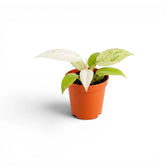 Philodendron 'Whipple Way' Jungpflanze in Seitenansicht