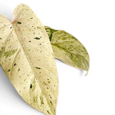 Philodendron 'Whipple Way' panaschierte Blätter in Nahaufnahme