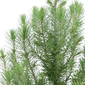 Needle-covered upright shoots of Pinus pinea 'Silver Crest' stone pine