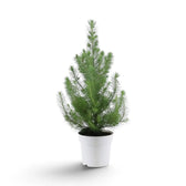Potted Pinus pinea 'Silver Crest' with upright pine branches in a white pot