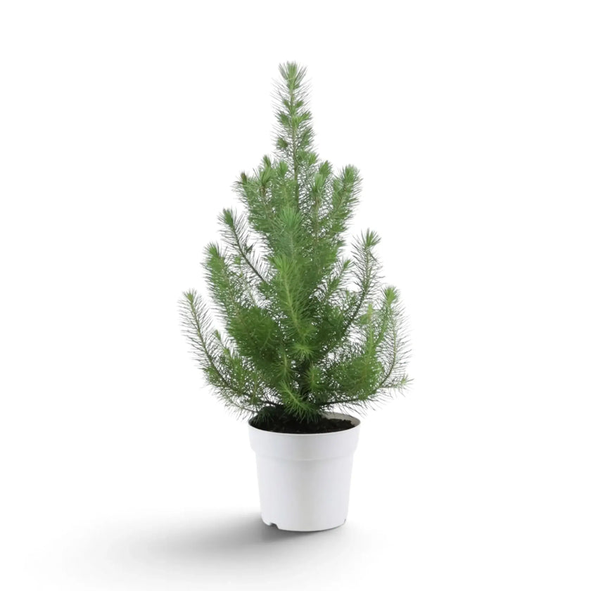 Potted Pinus pinea 'Silver Crest' with upright pine branches in a white pot