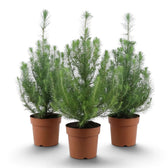 Three medium Pinus pinea 'Silver Crest' stone pines in terracotta pots