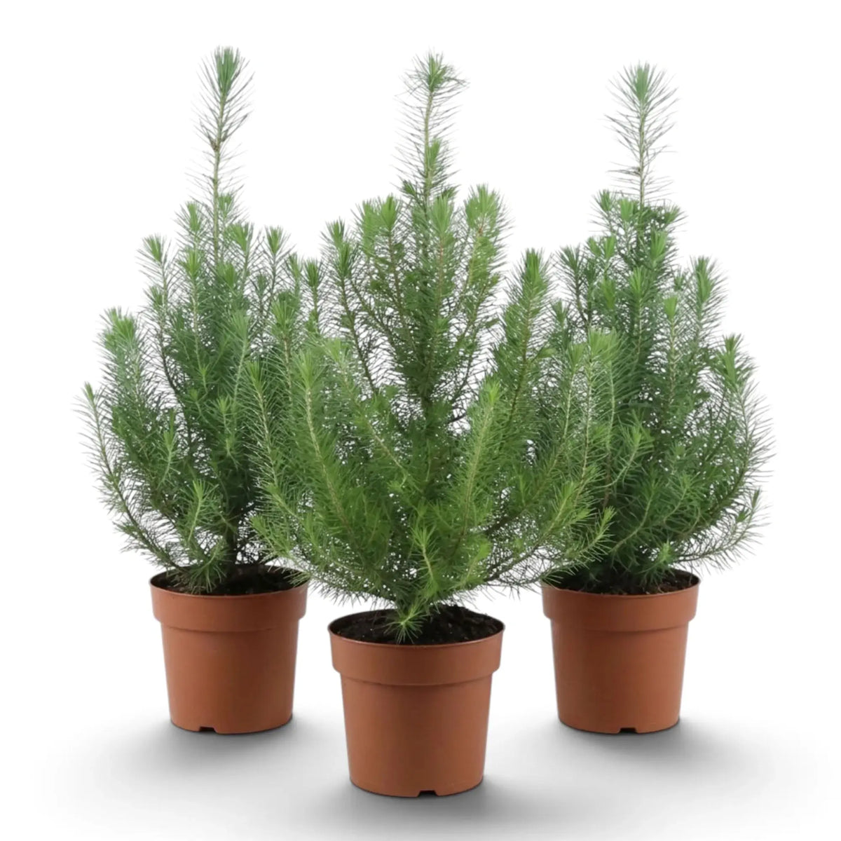 Three medium Pinus pinea 'Silver Crest' stone pines in terracotta pots