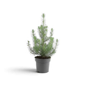Small Pinus pinea 'Silver Crest' with slender upright branches in a grey pot