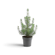 Small Pinus pinea 'Silver Crest' with slender upright branches in a grey pot