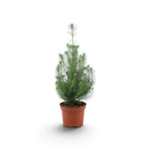 Young Pinus pinea 'Silver Crest' with feathery green needles in a terracotta pot