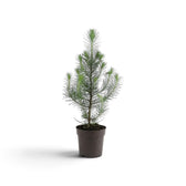 Young Pinus pinea 'Silver Crest' showing spaced branches and silvery green needles