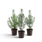 Three small Pinus pinea 'Silver Crest' plants showing their young branching forms