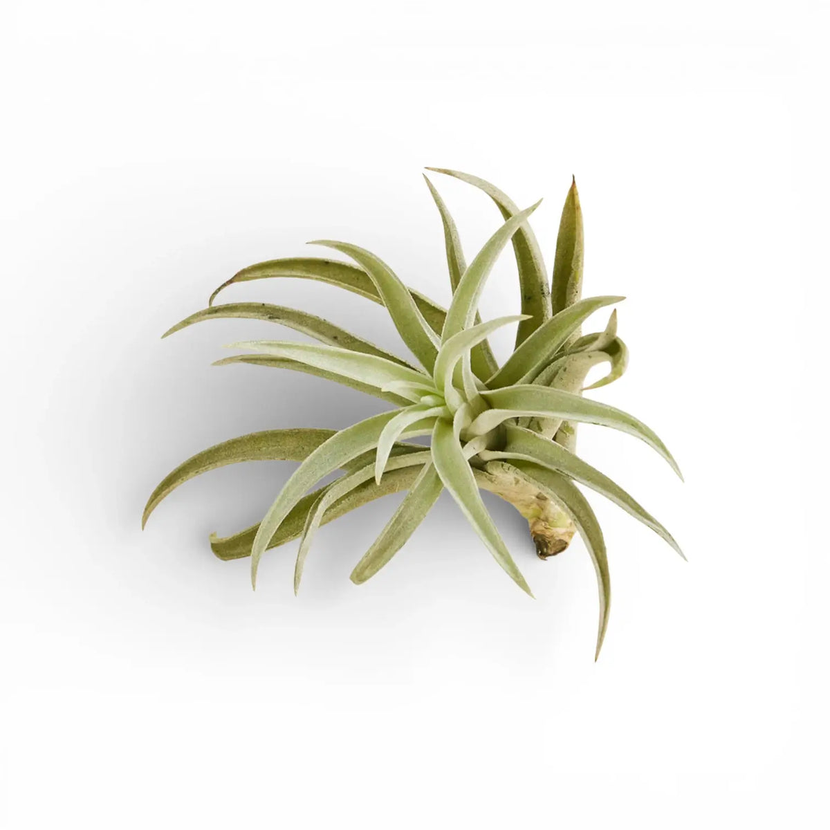 Tillandsia harrisii on white background.