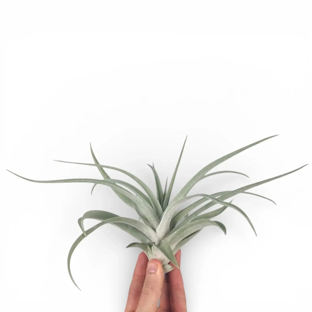Tillandsia harrisii on white background.