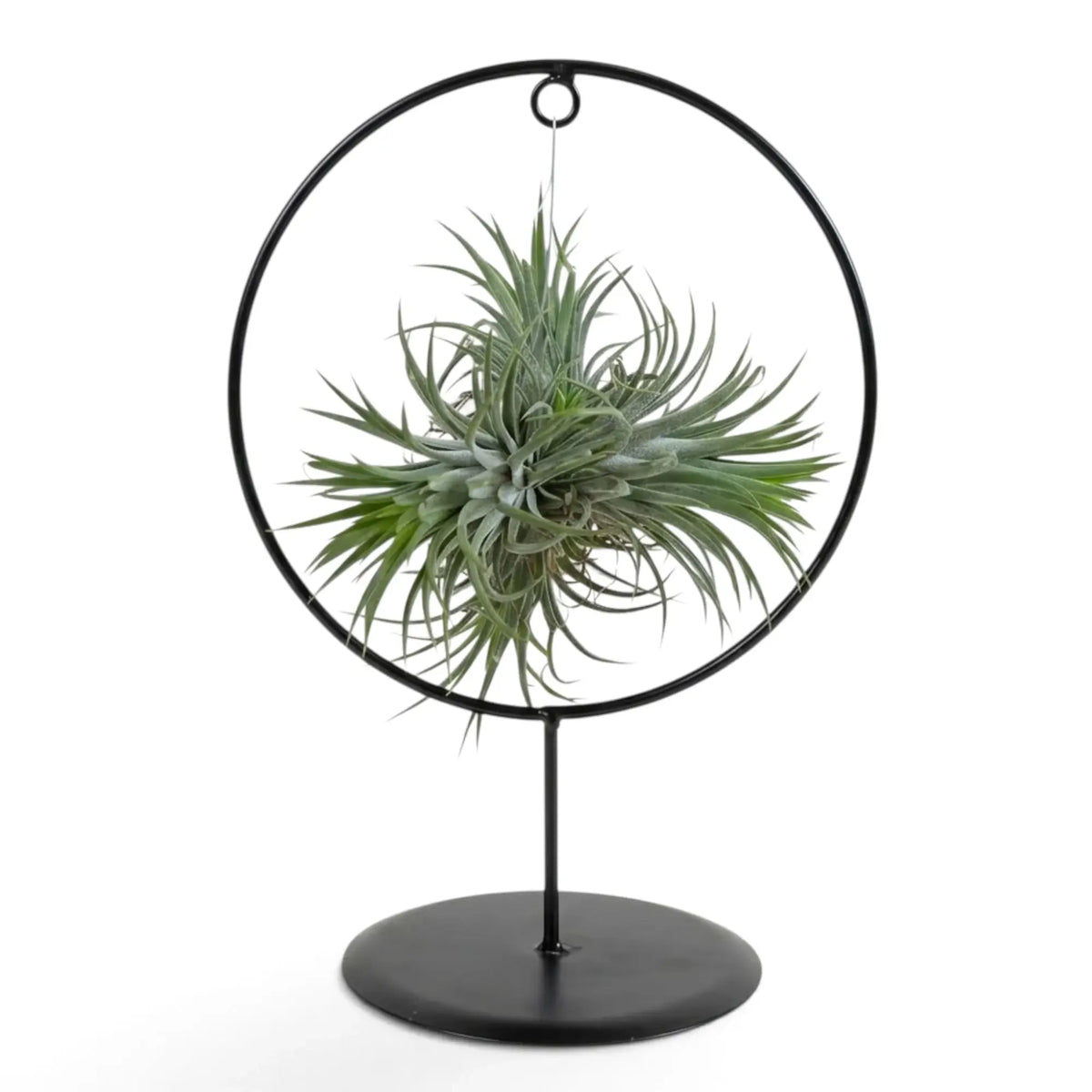 Dichte Gruppe von Tillandsia ionantha, einer Luftpflanze, in einer runden schwarzen Metallhalterung