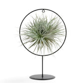 Tillandsia ionantha mit kompakten graugrünen Rosetten, die in einer runden schwarzen Halterung hängen