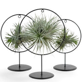Dichte Gruppe von Tillandsia ionantha mit schmalen graugrünen Blättern in einer schwarzen Ringhalterung