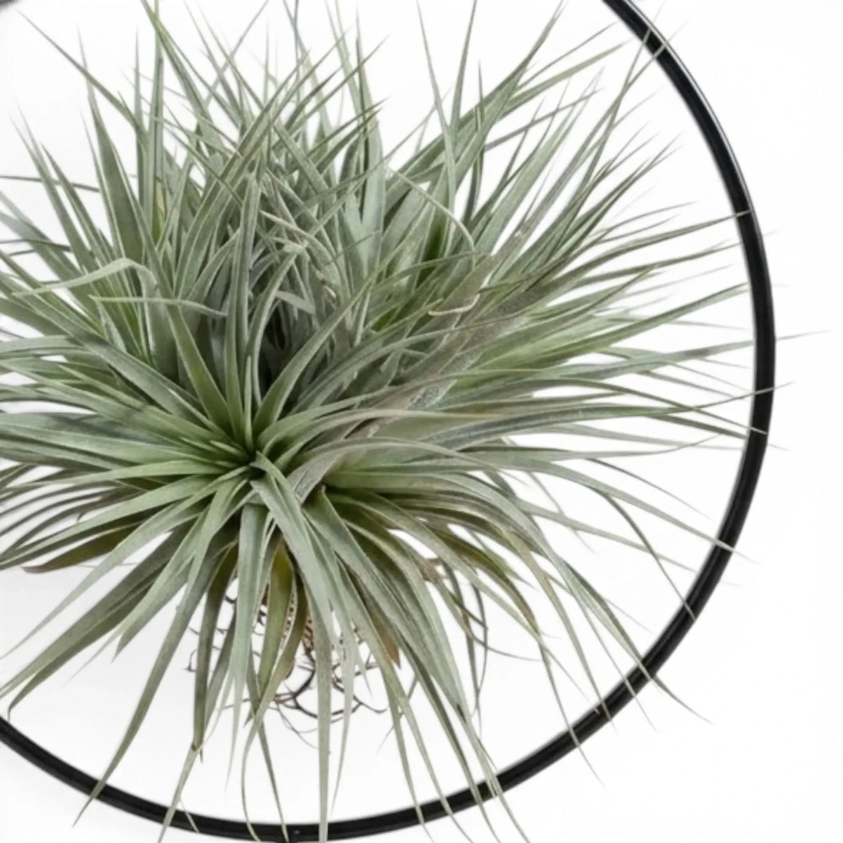 Nahaufnahme graugrüner Rosetten von Tillandsia ionantha in einer runden schwarzen Halterung